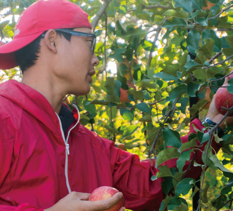 人生の師匠がいる米沢で<br />
りんご百本を育てる